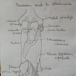 thehybridhand