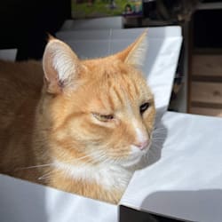orangemeowstro