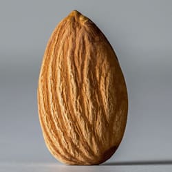 the_nut_lord