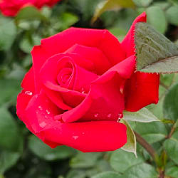 r_redglare