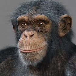 thronga