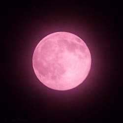 mehak_canva235