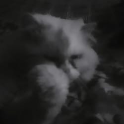 evil_meow
