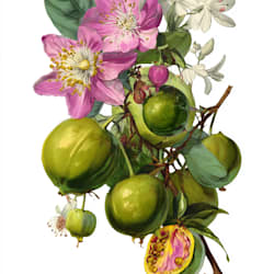 coymarrer