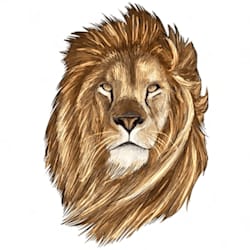 lion520