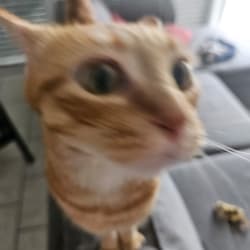 gotlibfr