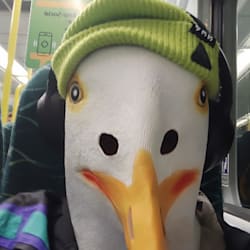gulliversquawks