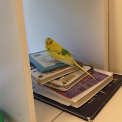 bananaboiii