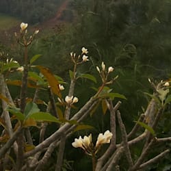 mos_hossain