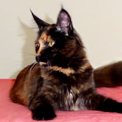 tetmax