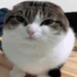 dankdoodlebob