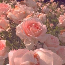 sh1rra_