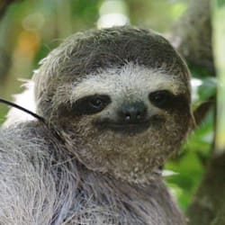 theslothysloth