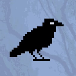 corvus_studi0