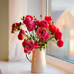 mhd_sugail_