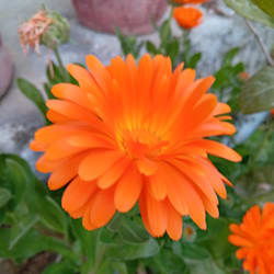 writeora