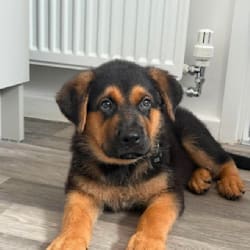 shepweilerrocco