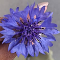 shagun_ui
