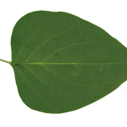 walidbm