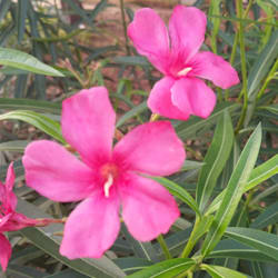 nagamohu