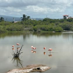 cristaenrico