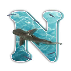 nunu_works77