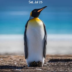chatspport_pro