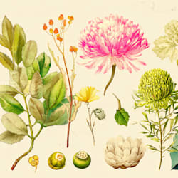 claudeffey