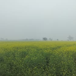 alpeshthesiya