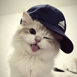 divyanshigup832