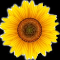 sunsana_s