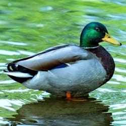 mallard125