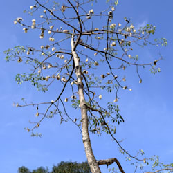 szemiuchan