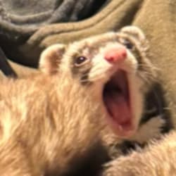 ferret132