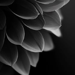 mani_13886