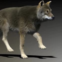 animalfdd