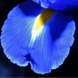 harmonius_petal