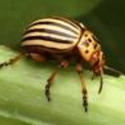 busybeettle