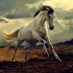 ayshamalik