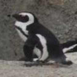 t3333t
