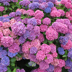 colorbetty