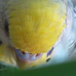 mothwings