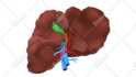 do professional medical, anatomy and scientific illustration