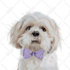 make your pet or any animal into amazing cartoon vector