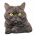 draw your pets photo for poster and custom case
