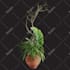 create 3d plants in speedtree