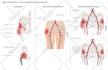 do medical, biology and scientific illustrations for you