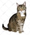 draw dog cat pet portrait vector illustration