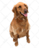 draw vector illustration your dog cat or pet 12 hrs