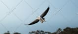 edit and retouch your wildlife photography